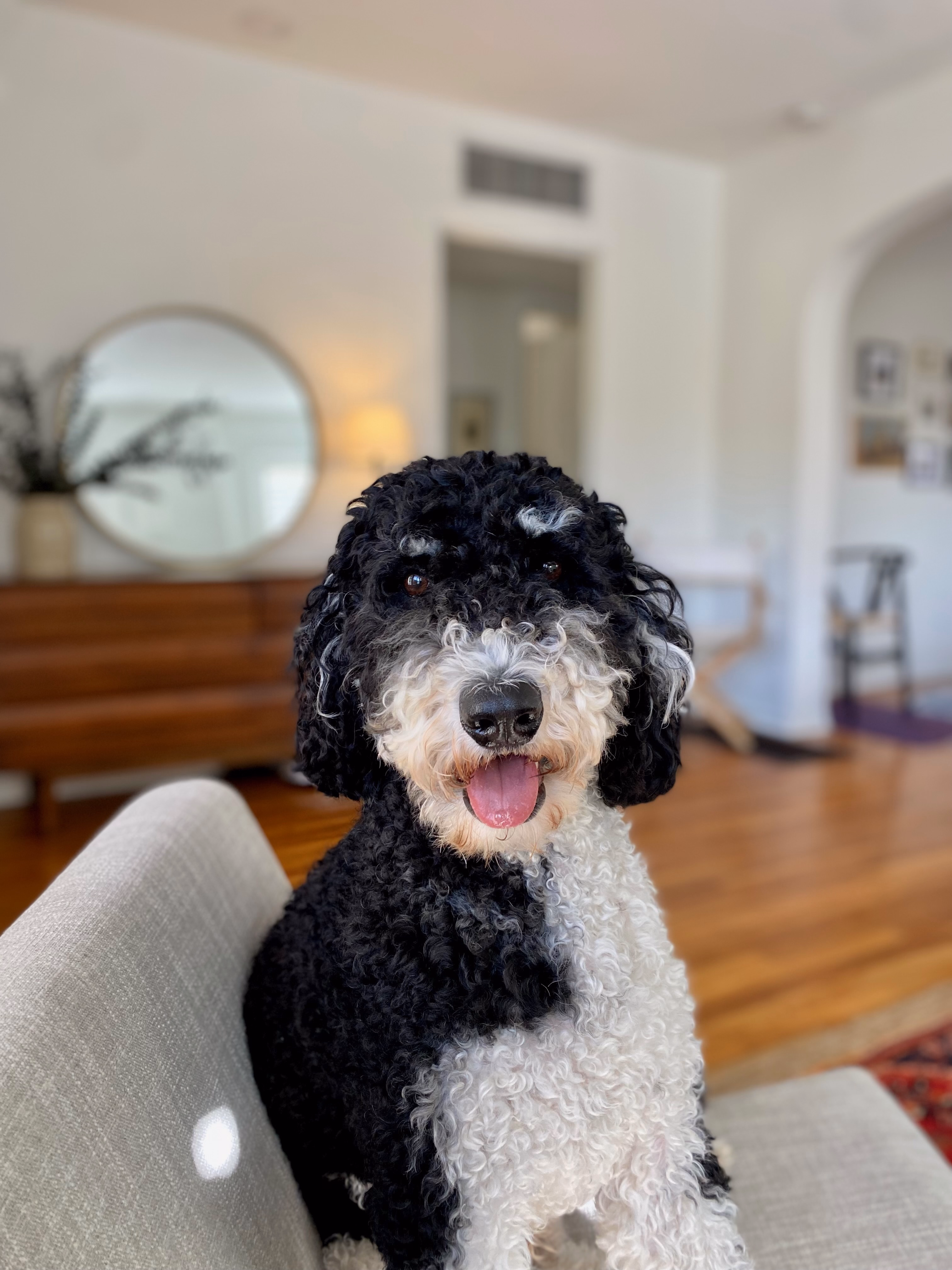 My dog Sesame